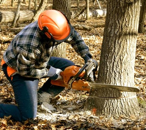 Tree Removal in Manville, RI